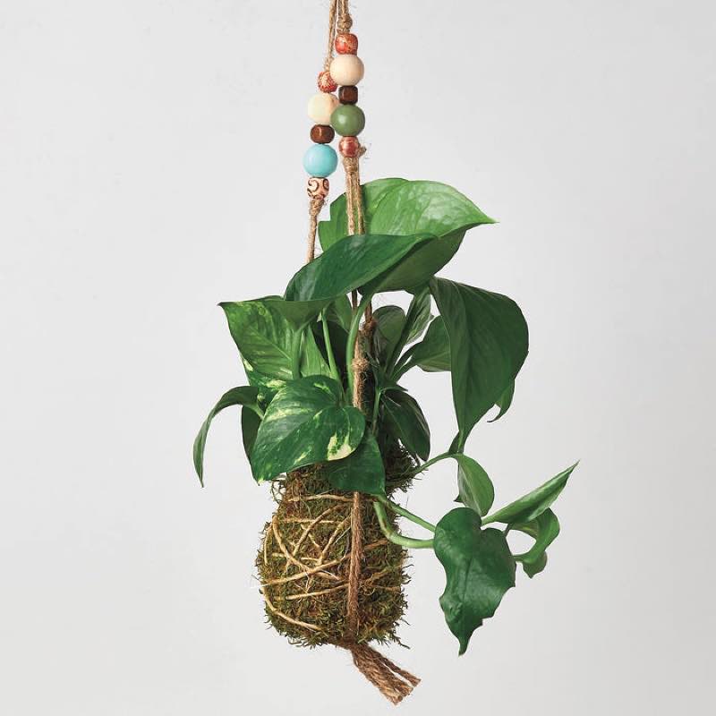 Kokedama Moss Ball Hanging Plant - Pothos Golden